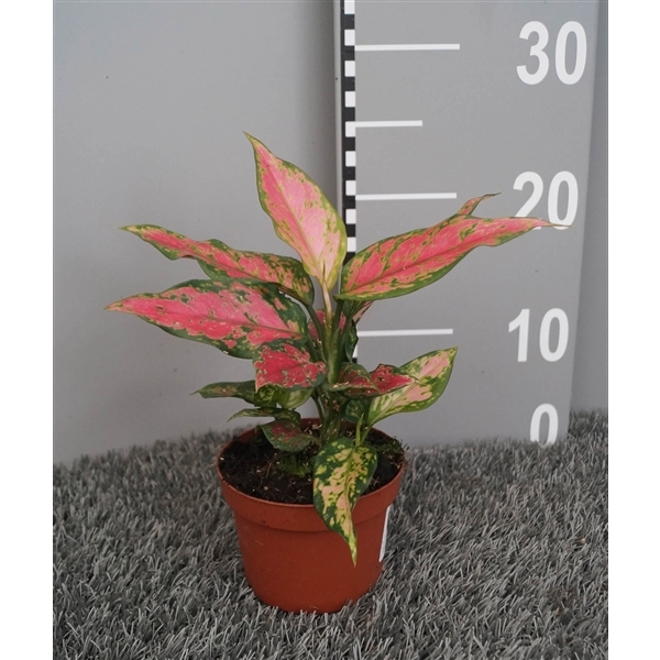 Aglaonema Red Angel 10,5Ø 20cm