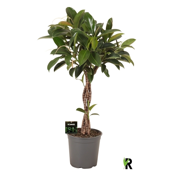 Ficus elastica Melany twisted 27Ø 110cm 4pp