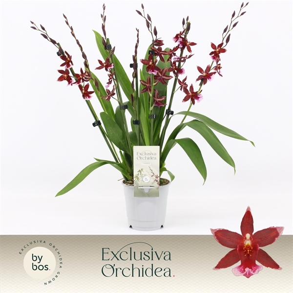 Cambria Barrocco Red (Cites) 12Ø 50cm 7st