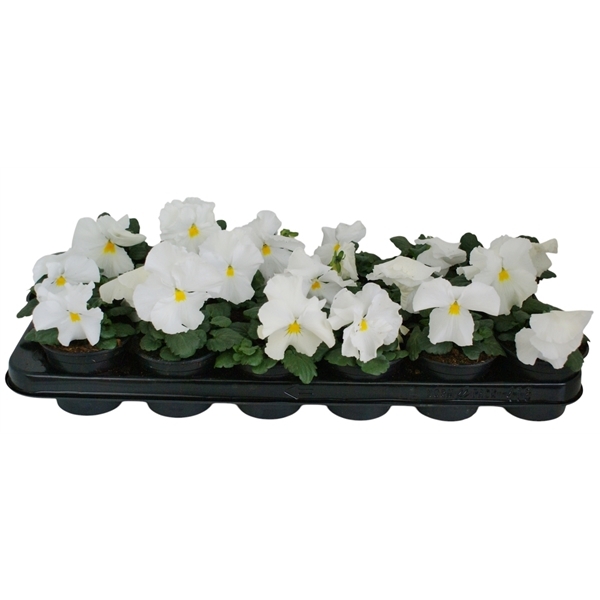 Viola Wittrockiana delta F1 pure white 9Ø 12cm