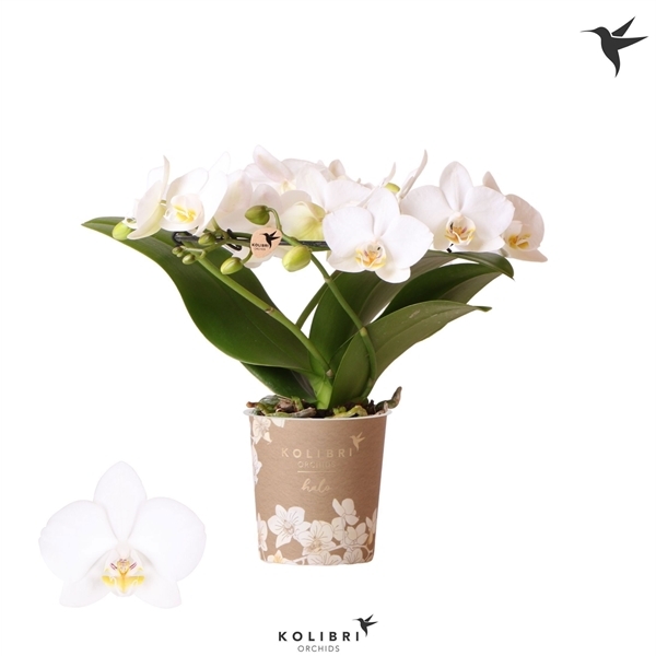 Phalaenopsis MF Little Kolibri Halo White 9Ø 30cm 3st 24fl
