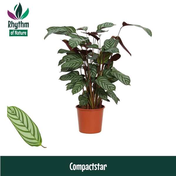 Ctenathe setosa Compactstar 19Ø 80cm