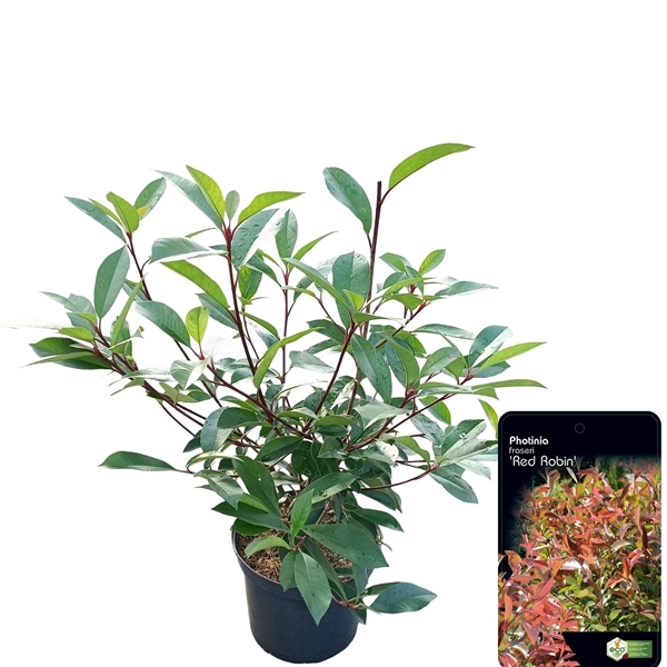 Photinia fra. Red Robin 18Ø 50cm