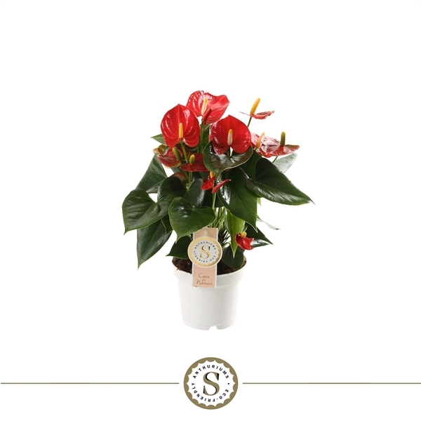 Anthurium Andreanum Red Champion 12Ø 40cm 6fl