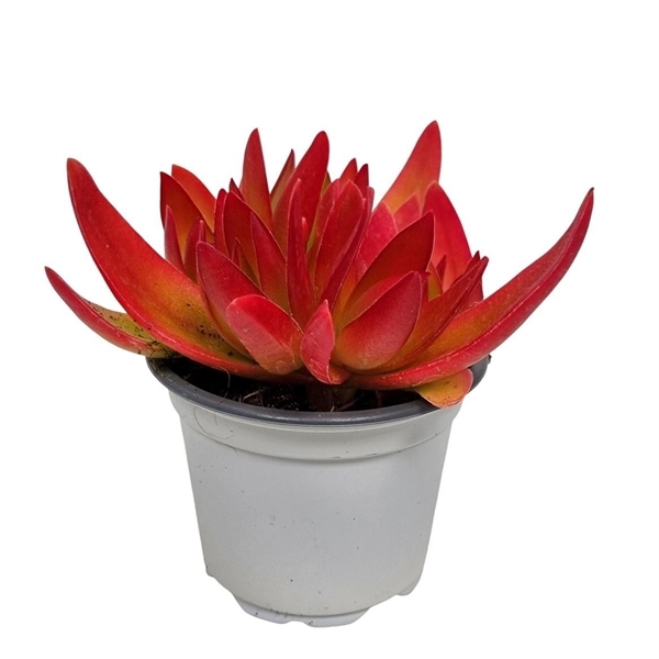 Crassula On Fire 9Ø 12cm