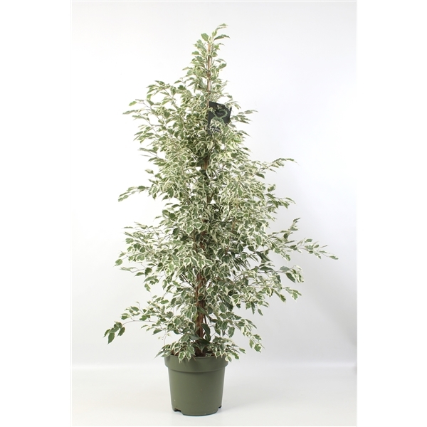 Ficus benjamina Starlight 27Ø 150cm 3pp