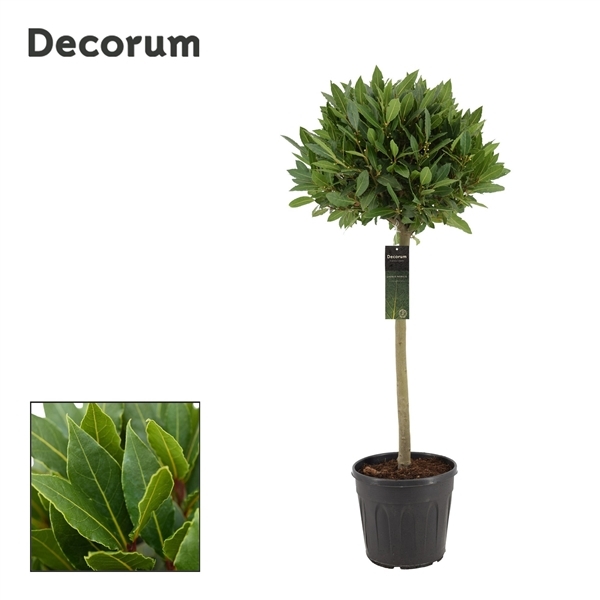 Laurus Nobilis ball on stem 25Ø 120cm 40Ø