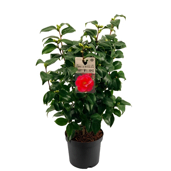 Camellia reticulata Mary Williams 19Ø 65cm 20fl