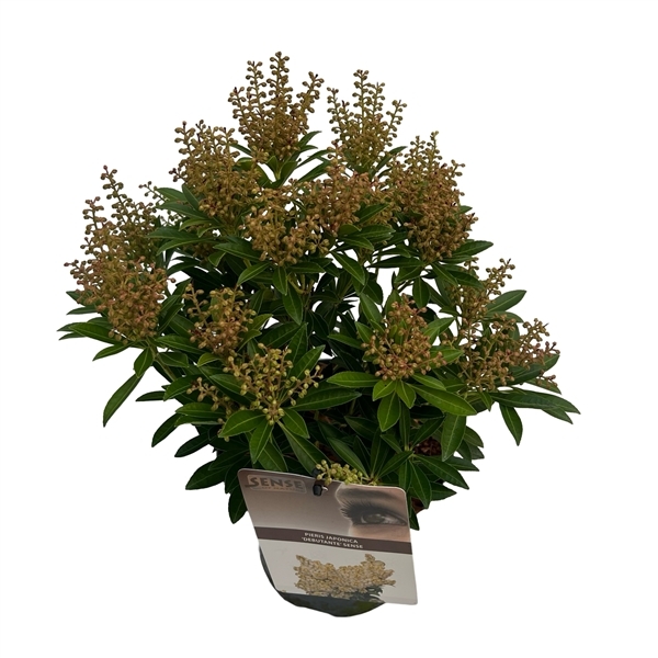 Pieris japonica Debutante 19Ø 45cm