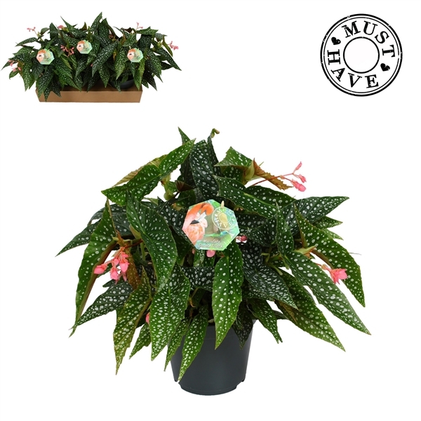 Begonia leaf Double Dot 17Ø 35cm