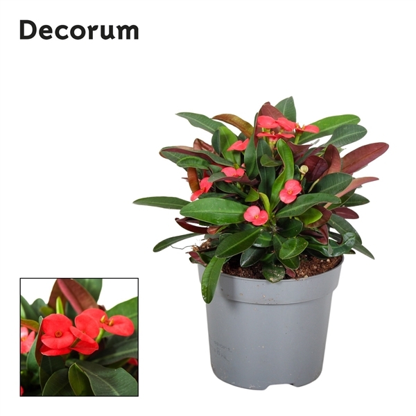 Euphorbia Milii Maxi Olympia ( Cites) 13Ø 15cm