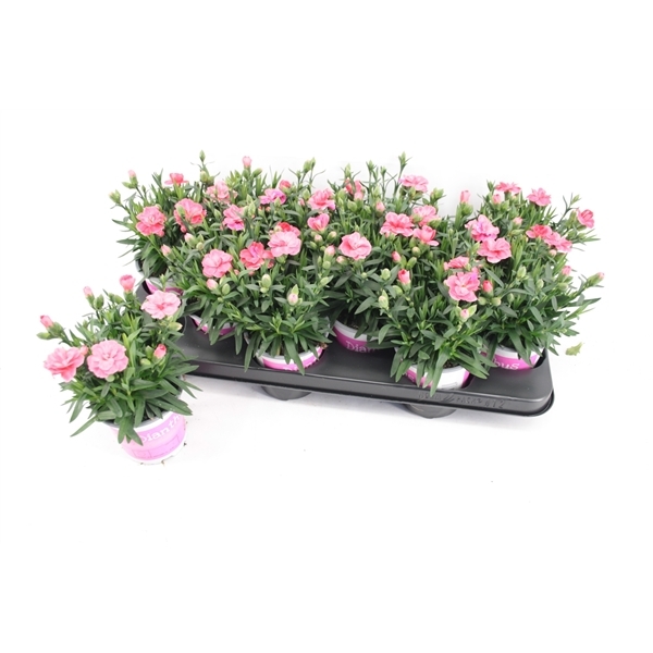 Dianthus hybr. Oscar Red 10,5Ø 20cm