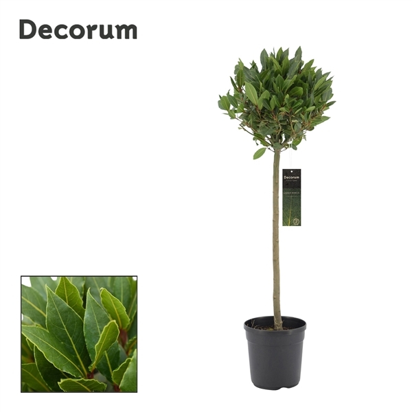 Laurus Nobilis ball on stem 20Ø 90cm 30Ø