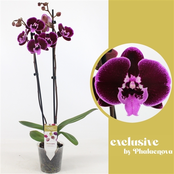 Phalaenopsis Balbina 12Ø 70cm 2st 16fl