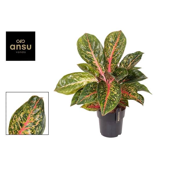 Aglaonema Lychee Red 19Ø 65cm 1pp