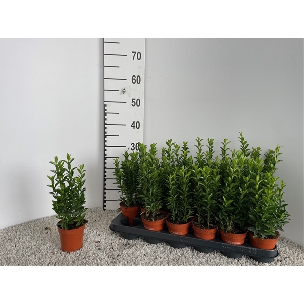 Euonymus japonicus Green Spire 9Ø 10cm
