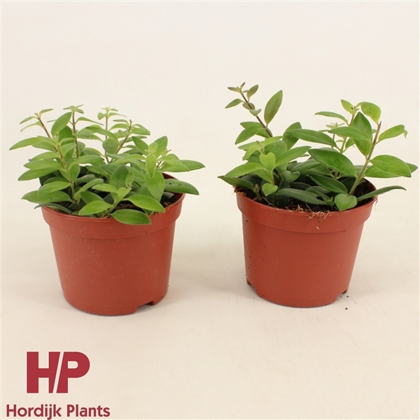Aeschynanthus Caro Improved 12Ø 15cm