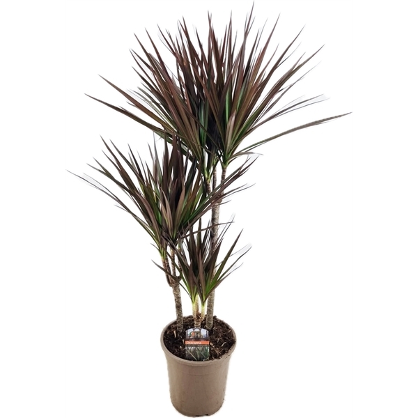 Dracaena marginata Magenta 21Ø 90cm 3pp