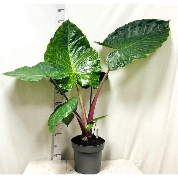Alocasia Imperial Red 32Ø 150cm