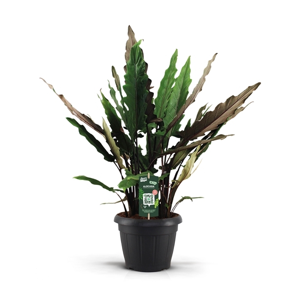 Alocasia Lauterbachiana 35Ø 120cm 6pp