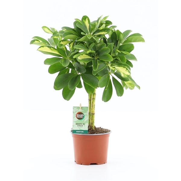 Schefflera arboricola Gold Capella 12Ø 40cm 2pp