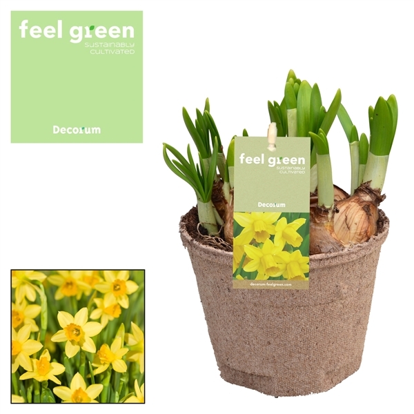Narcissus Tete a Tete 12Ø 15cm