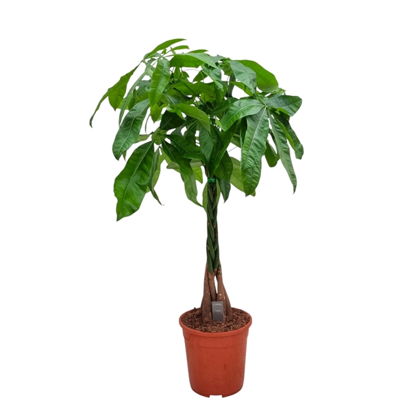Pachira aquatica 24Ø 105cm