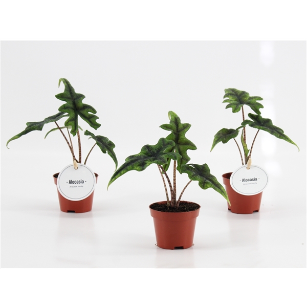 Alocasia Jacklyn 6Ø 10cm 1pp