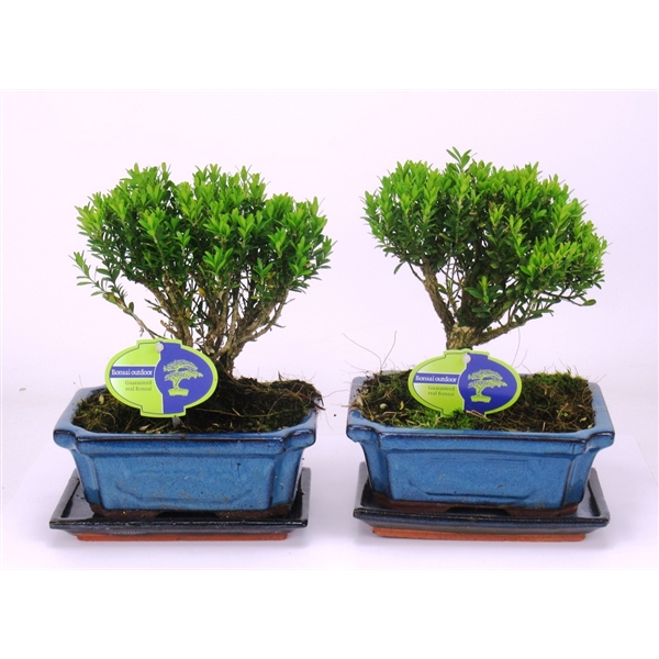 Bonsai Buxus Harlandii 19Ø 25cm