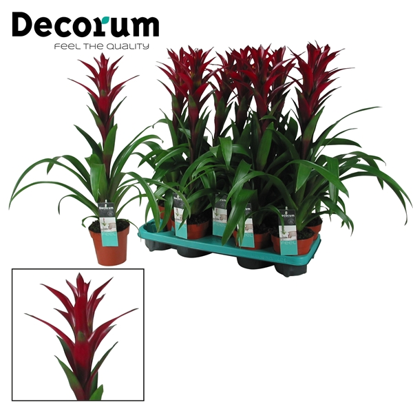 Guzmania Switch 13Ø 60cm