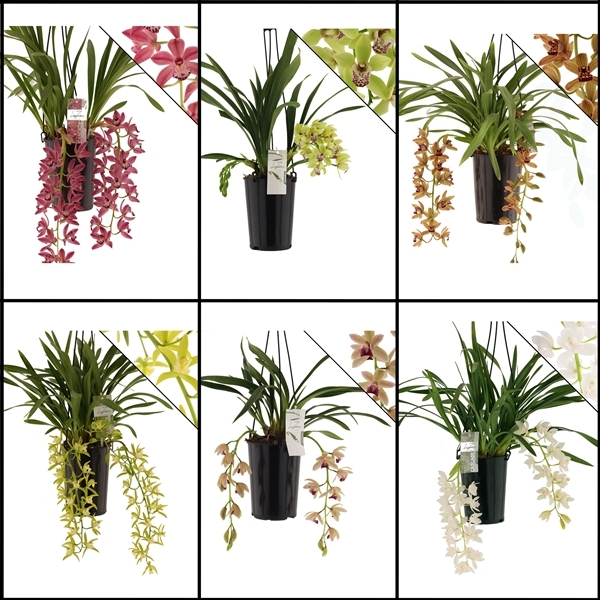 Cymbidium mix Cascade (Cites) 14Ø 60cm 2st
