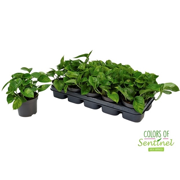 Epipremnum pinnatum Global Green 12Ø 20cm