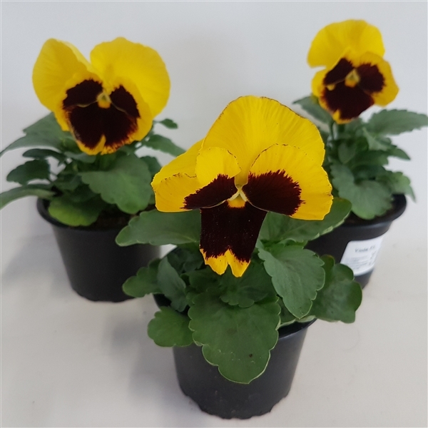Viola Wittrockian Colossus F1 Yellow whiteh Blotch 9Ø 15cm