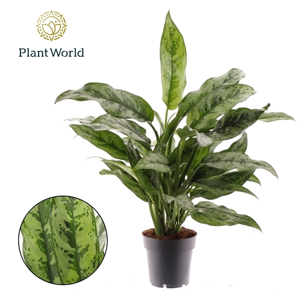 Aglaonema Romeo 14Ø 50cm 2pp