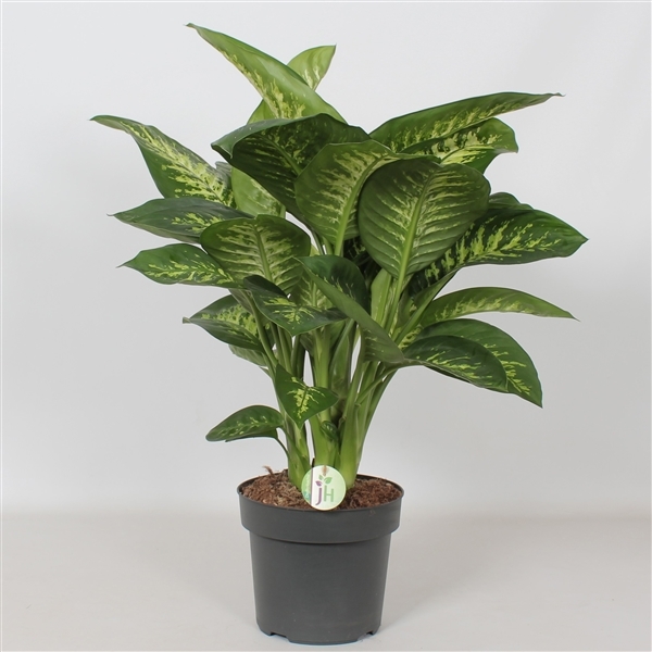 Dieffenbachia seg. Reeva 24Ø 75cm