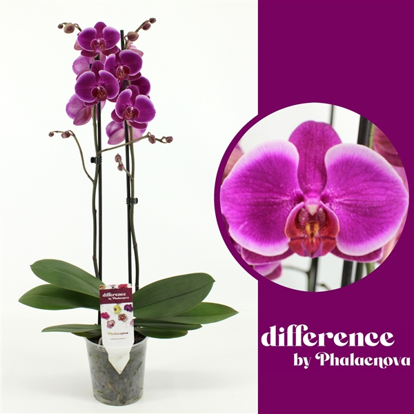 Phalaenopsis Anthura Durban 12Ø 60cm 2st 16fl