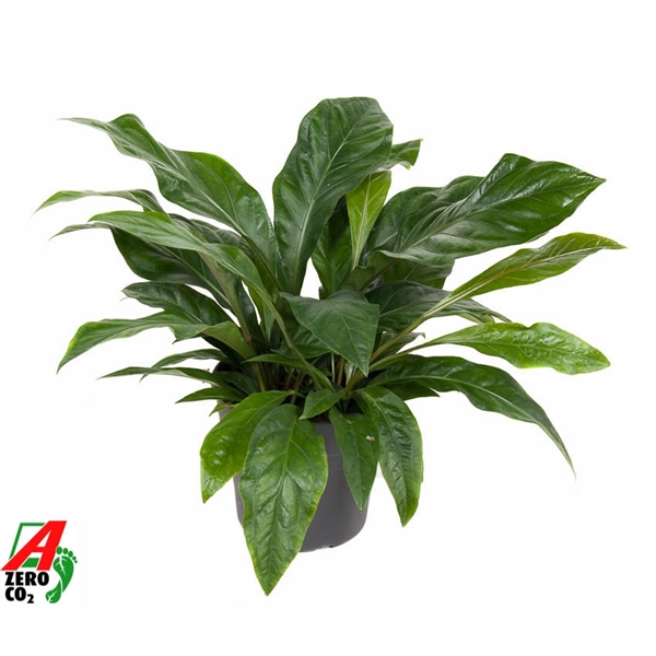 Anthurium not flowering ellipticum Jungle Bush 30Ø 80cm