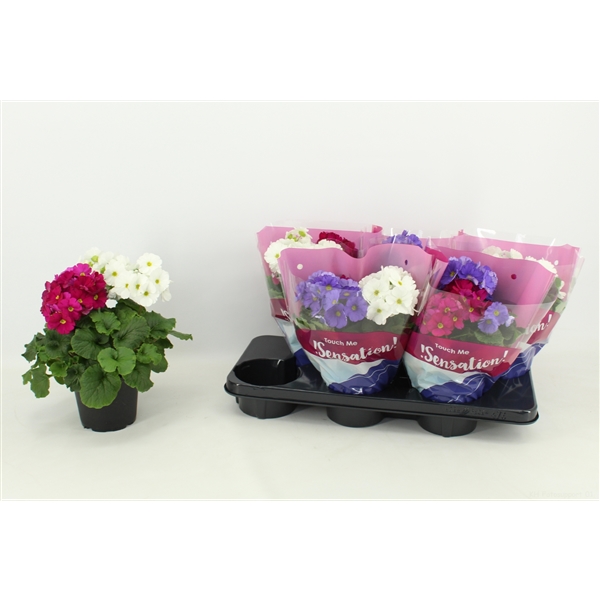 Primula obconica Touch Me duo carnaval 14Ø 28cm