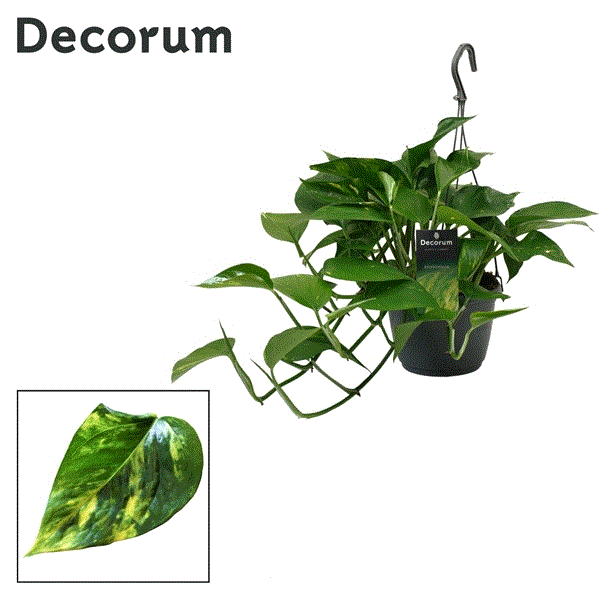 Epipremnum pinnatum hanging 15Ø 45cm