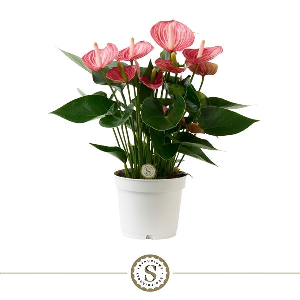 Anthurium Livium Brillante 12Ø 40cm 5fl