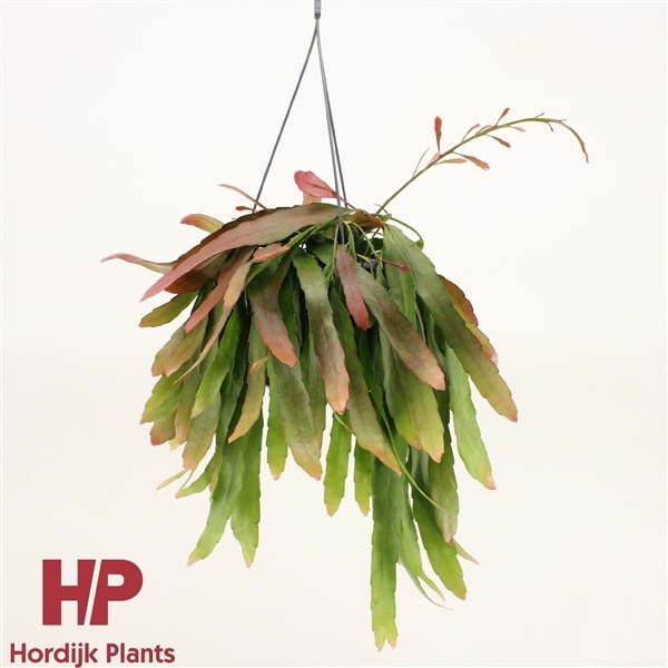 Rhipsalis Ramulosus Red Coral (Cites) 15Ø 30cm