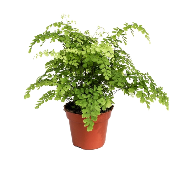 Adiantum raddianum Fragrans 17Ø 40cm