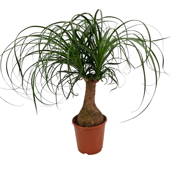 Nolina Recurvata (Beaucarnea) 14Ø 40cm
