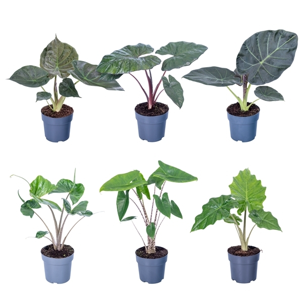 Alocasia mix 17Ø 65cm 1pp