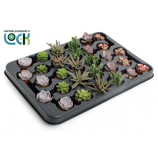 Succulent mix 3,5Ø 8cm