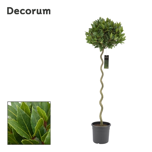 Laurus Nobilis Spiral 25Ø 160cm 40Ø