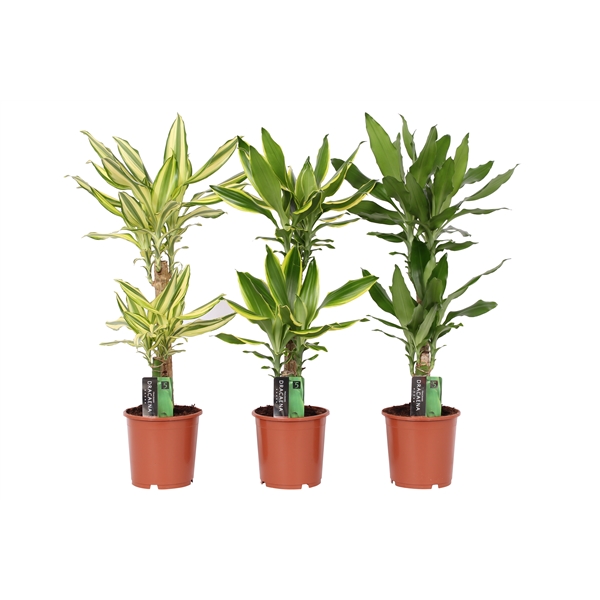Dracaena fragrans mix 17Ø 80cm 2pp