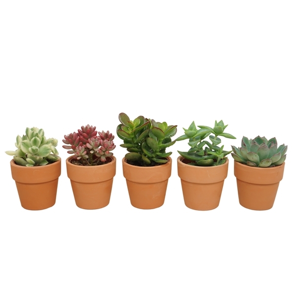Succlent mix terracotta pot 5,5Ø 10cm