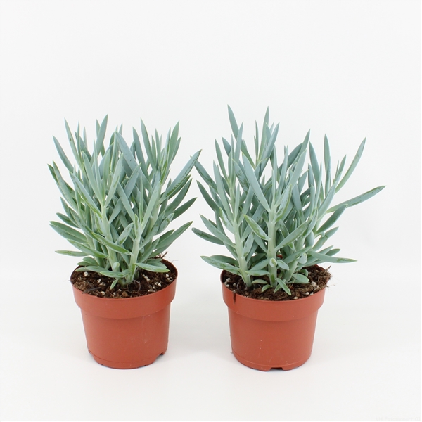 Curio ficoides Tali Mount Everest 12Ø 25cm