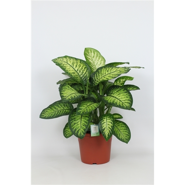 Dieffenbachia seguine Lemon Tropic 35Ø 100cm
